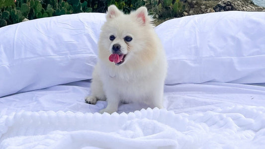 Snuggle Smart: 4 Bedding Tips Every Pet Lover Needs at Home